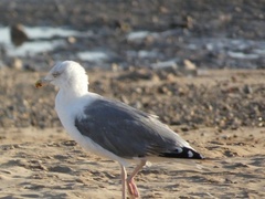 Larus argentatus