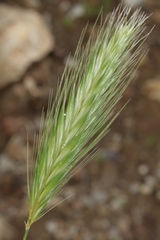 Hordeum murinum leporinum