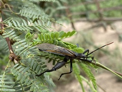 Pachylis neocalifornicus