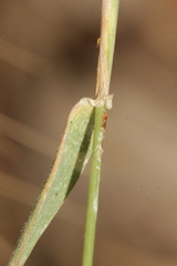 Hordeum murinum leporinum