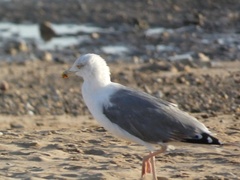 Larus argentatus