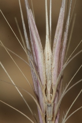 Hordeum murinum leporinum