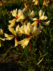 Trifolium polyphyllum