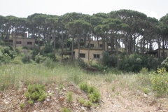 Pinus pinea