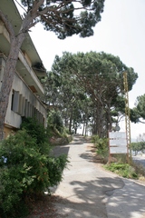 Pinus pinea