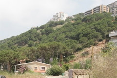 Pinus pinea
