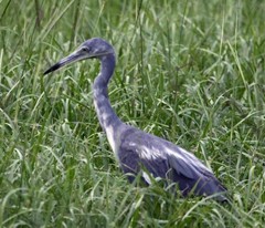 Egretta caerulea