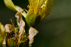 Hypericum richeri burseri