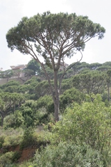 Pinus pinea