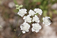 Torilis arvensis neglecta