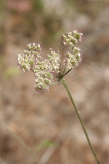 Torilis arvensis neglecta