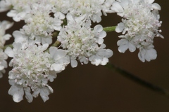 Torilis arvensis neglecta