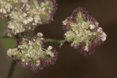 Torilis arvensis neglecta