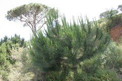 Pinus pinea