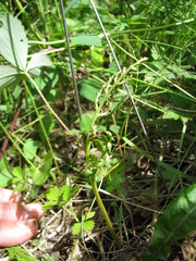 Botrychium matricariifolium