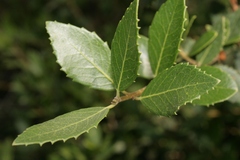 Phillyrea latifolia media