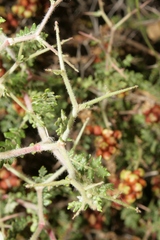 Sarcopoterium spinosum