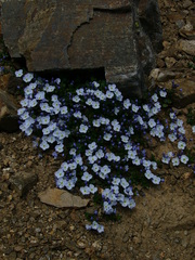 Veronica telephiifolia