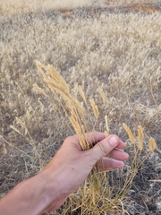 Agropyron desertorum