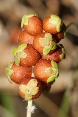Sarcopoterium spinosum
