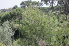Pinus brutia