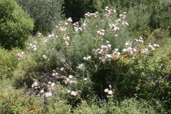 Ptilostemon chamaepeuce