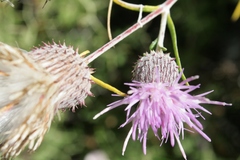 Ptilostemon chamaepeuce