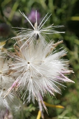 Ptilostemon chamaepeuce