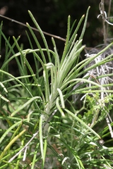 Ptilostemon chamaepeuce