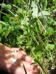 Botrychium matricariifolium