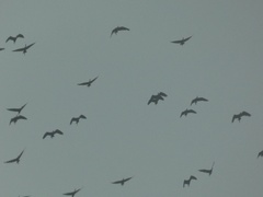 Plegadis falcinellus