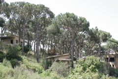 Pinus pinea