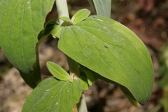 Hypericum lanuginosum