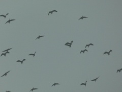 Plegadis falcinellus