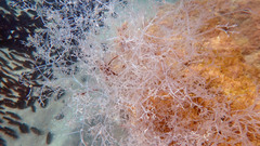 Amathia verticillata