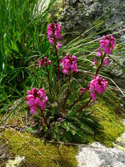 Pedicularis nordmanniana