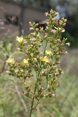 Hypericum lanuginosum