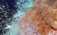 Amathia verticillata