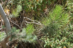 Pinus pinea