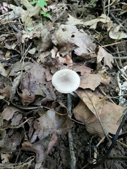 Pluteus deceptivus