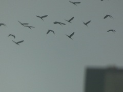 Plegadis falcinellus