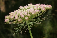Daucus carota maximus