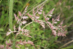 Daucus carota maximus