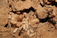 Camponotus sylvaticus
