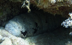 Holothuria mexicana