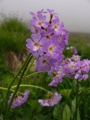 Primula algida