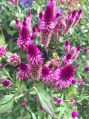 Xylocopa virginica