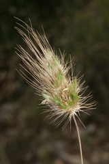 Cynosurus echinatus
