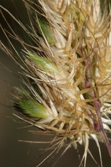 Cynosurus echinatus