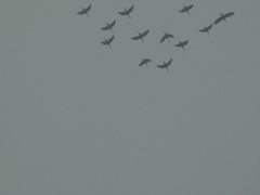 Plegadis falcinellus